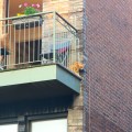 balcony cat