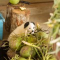 pups among the&nbsp;coconuts