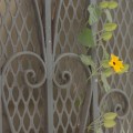 a flower grows on&nbsp;guerrero