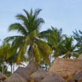 palapas and palms