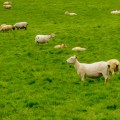 are sheep in ireland smoking pot? news at&nbsp;11